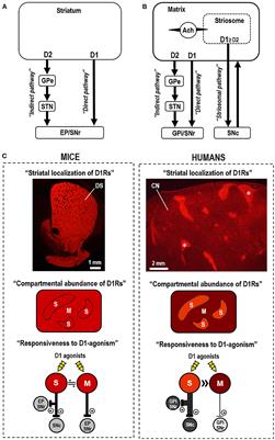 Specificity of striatal dopamine D1 system in humans: implications for clinical use of D1 receptor-agonists in Parkinson's disease